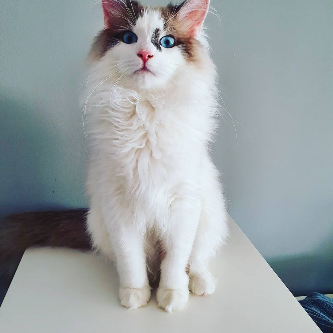 _neva_masquerade_gato_