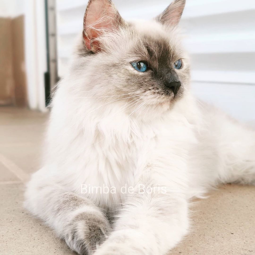 _neva_masquerade_gato_