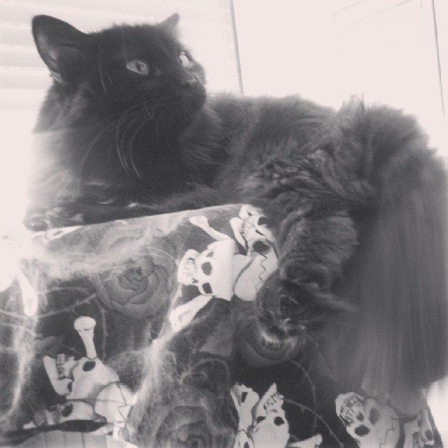 _gato_siberiano_negro_