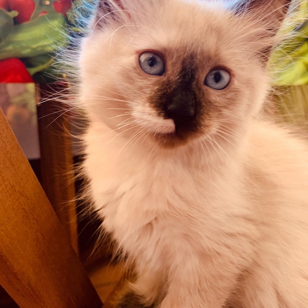 -neva_maquerade_gato_