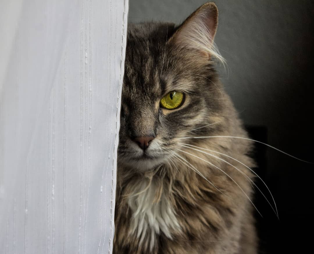 _gato_siberiano_azul_tabby_