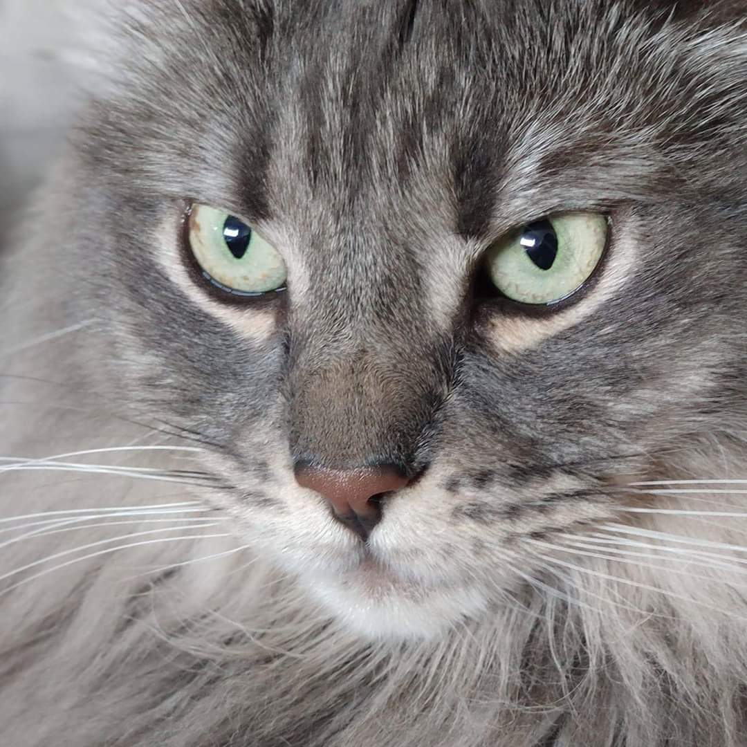 _gato_siberiano_azul_tabby_